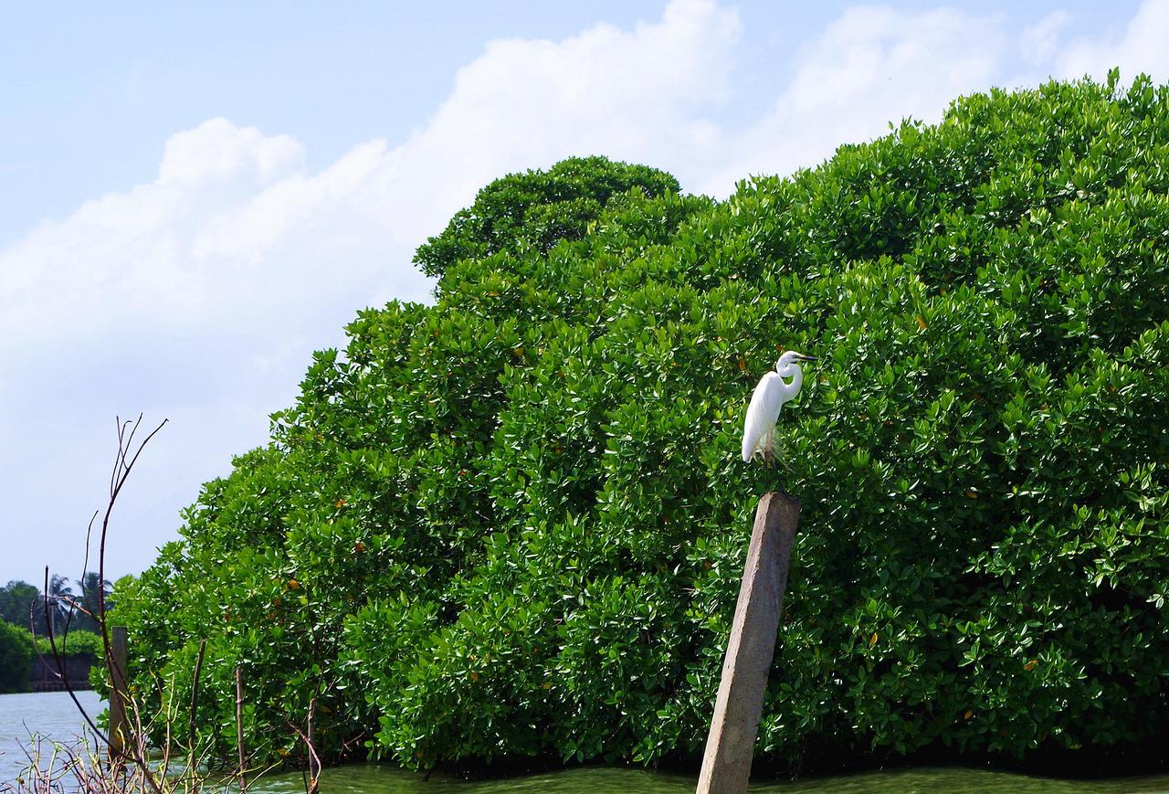 Villa Eco Green Negombo Luaran gambar